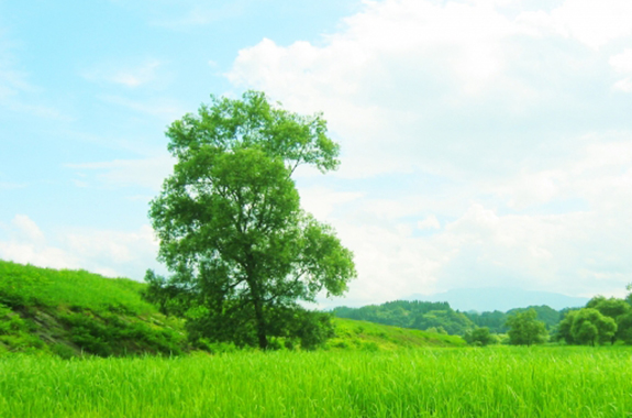 風邪（鼻づまり、鼻やのどの粘膜の乾燥、くしゃみ、鼻水、のどが痛む、せきが出る。などの症状）